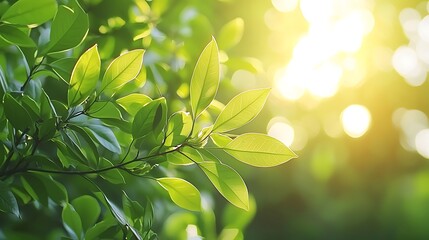 Poster - Sunlit Green Leaves Nature Background