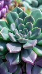 Poster - green and purple flower, succulent, cactus, close-up macro view edited in cold color tones as floral