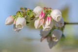 Macro details of the pink and white delicate flowers of blueberry, or vaccinium.