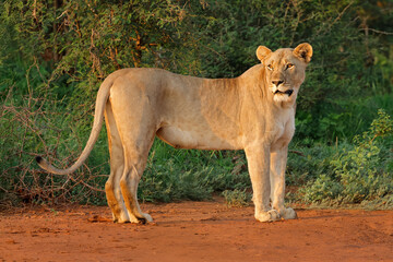 Wall Mural - alert lioness (panthera leo) standing in natural habitat, madikwe game reserve, south africa.