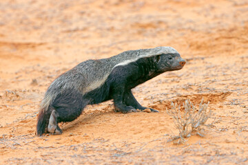 Wall Mural - a honey badger (mellivora capensis) in natural habitat, kalahari desert, south africa.