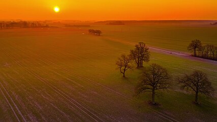 Wall Mural - Flying Over The Field With Trees During Sunset. - aerial shot