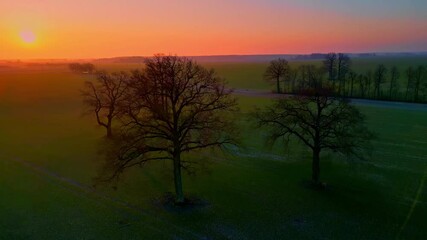 Wall Mural - aerial shot of serene landscape at dawn with silhouetted trees across gently rolling field. orange c