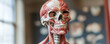 © Mind - Anatomical model of human muscular system in classroom setting