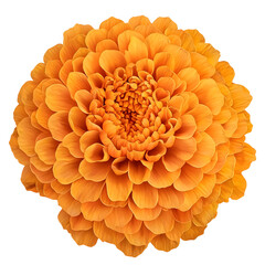 Poster - Highly Detailed and Elegant Marigold Flower with Warm Sunset Colored Petals Subtle Shading and a Soft Glow Perfectly Isolated on a Transparent Background