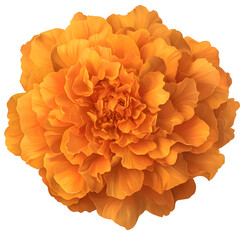 Poster - A highly detailed and elegant marigold flower with warm sunset colored petals subtle shading and a soft glow perfectly isolated on a transparent background