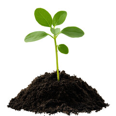 Leinwandbilder - vibrant green plant with a strong stem and two symmetrical leaves sprouting from a bed of rich nutri