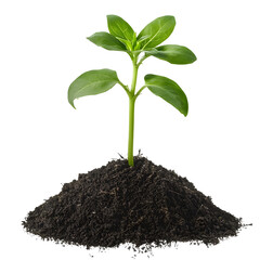Poster - Detailed close up of a single sprouting green plant with a strong central stem and two symmetrical leaves growing from a pile of rich dark earth on a transparent background  Concept of nature growth