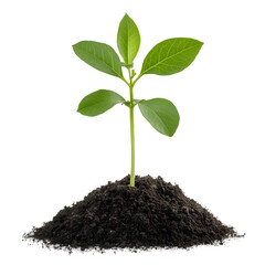 Poster - Close up image of a single plant with a strong central stem and two symmetrical green leaves sprouting from a mound of rich dark soil on a transparent background  This image represents the growth