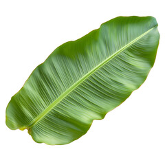 Poster - A striking banana leaf with intricate vein patterns slightly curled edges and a natural shine perfectly isolated on a transparent background