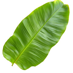 Poster - Stunning image of a detailed lush green banana leaf with intricate vein patterns and slightly curled edges perfectly isolated on a transparent background  This natural