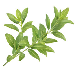 Poster - A and organic fresh herb sprig with lush symmetrical leaves subtle shading and smooth textures floating on a transparent background