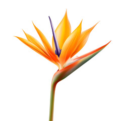 Aufkleber - Perfectly rendered Strelitzia flower with glowing orange and deep purple petals intricate details and a fresh tropical look beautifully set against a transparent background