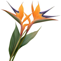 Leinwandbilder - Perfectly rendered Strelitzia flower with glowing orange and deep purple petals intricate details and a fresh tropical look beautifully set against a transparent background