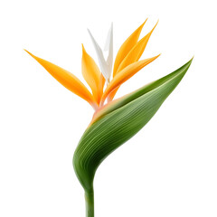 Poster - Stunning close up of a fresh Strelitzia reginae bloom showcasing its captivating color gradient delicate petal structure and bold tropical presence floating on a transparent background