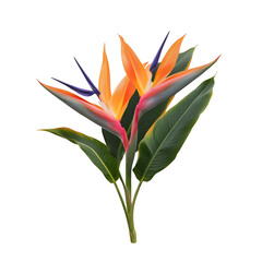 Leinwandbilder - A close up photograph showcasing the stunning Strelitzia reginae also known as the bird of paradise flower with its vibrant color gradient delicate petal structure and bold tropical presence