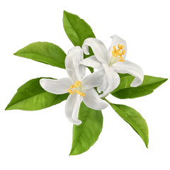 Poster - Exquisite botanical showcasing the captivating details of a citrus flower with its finely rendered white petals delicate filaments and lush green leaves