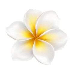 Poster - A vibrant and fragrant plumeria bloom with a pure white to yellow gradient smooth petal edges and delicate natural textures floating on a transparent background