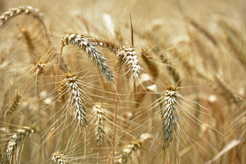 Wall Mural - spikelets of ripe wheat. The concept of a rich harvest. Wheat field with ears of golden wheat. agricultural field. Ripe ears rural nature scenery background. close-up, selective focus