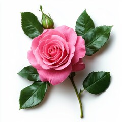 Aufkleber - Vibrant pink rose with fresh green leaves surrounded by nature's beauty during sunny afternoon light