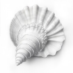 Poster - Intricate seashell with a shimmering pearly interior drawn in detail on a plain background