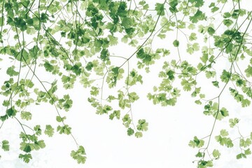 Poster - Fresh green cilantro herbs against bright white sky in a serene food background photo from above