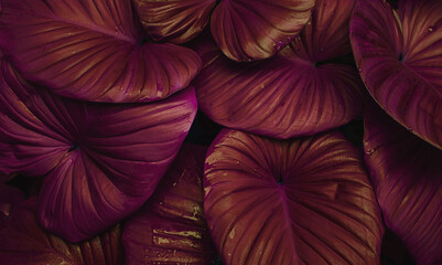 Fototapete - closeup nature view of purple leaves background, abstract leaf texture.