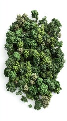 Poster - A group of lush green trees on a clean white background