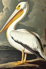  Audubon's American White Pelican: Exquisite Art Depiction of Beautiful Wildlife Nature