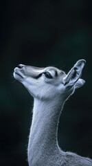 Poster - A close-up shot of a deer's open mouth, ideal for wildlife or nature-themed projects