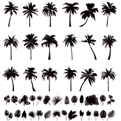 Wall Mural - palm trees and palm leaves set silhouette, vector on white background