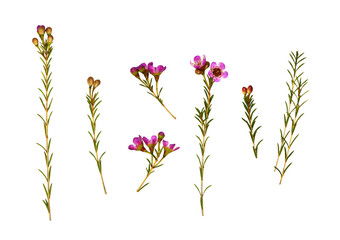 Wall Mural - set of pink chamelaucium flowers, buds and sprigs isolated on white or transparent background
