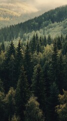 Poster - A dense forest with numerous green trees, ideal for outdoor activities or nature-inspired designs
