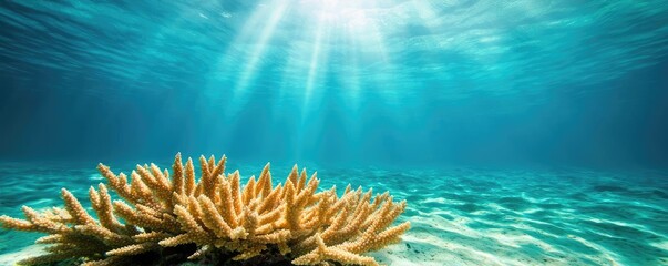 Poster - Seascape abstract background idea. Vibrant underwater scene showcasing coral reef with sunlight filtering through water.