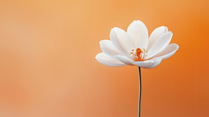 Aufkleber - Floral illustration abstract background concept. A delicate white flower stands gracefully against a soft orange background.