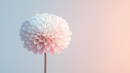 Poster - Floral illustration abstract background concept. Beautiful pink and white dahlia flower standing elegantly against a soft background.