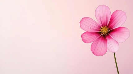 Poster - Floral illustration abstract background concept. A beautiful pink flower against a soft pastel background, ideal for nature themes.