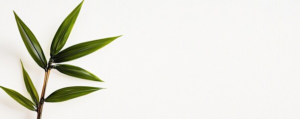 Poster - Ink illustration abstract background concept. A close-up view of a green leaf on a bright, clean background.