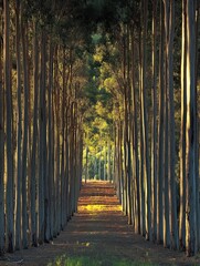 Wall Mural - enchanting eucalyptus pathway bathed in golden hour luminescence