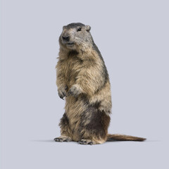 Wall Mural - alpine marmot stands on its hind legs against a seamless gray background in a studio setting