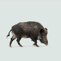 Wall Mural - full body profile of a wild boar walking on a light blue background
