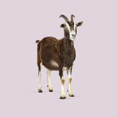 Wall Mural - studio shot of a brown and white goat standing against a light purple background