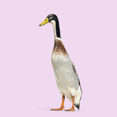 Wall Mural - indian runner duck standing against a plain light purple background