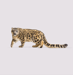 Wall Mural - studio shot of beautiful snow leopard walking on colored background