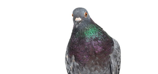 Wall Mural - head shot of a front view of a feral pigeon, isoated on white