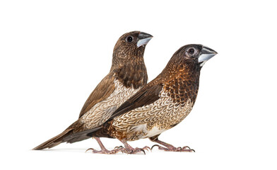 Wall Mural - male and female society finch together, lonchura striata domestica, also known as the bengali finch,