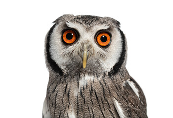 Wall Mural - head shot of a northern white-faced owl, ptilopsis leucotis, undilated pupils, looking at the camera