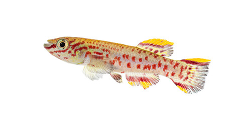 Wall Mural - male blue lyretail fish, fundulopanchax gardneri, isolated on white