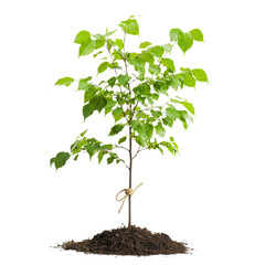 Poster - young tree with vibrant green leaves, planted in rich soil, symbolizes growth and renewal. Its sturdy trunk is tied with rope, showcasing care and nurturing