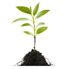 Poster - young green plant with vibrant leaves growing from dark soil, symbolizing growth and nature